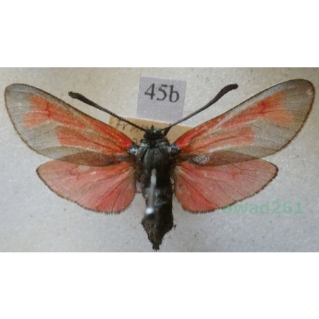 Zygaena erythrus (Hübner, 1806) France45b